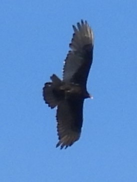 Turkey Vulture - ML618233739