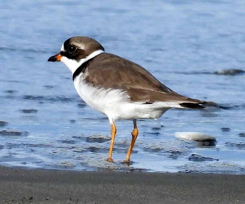 Semipalmated Plover - ML618233747