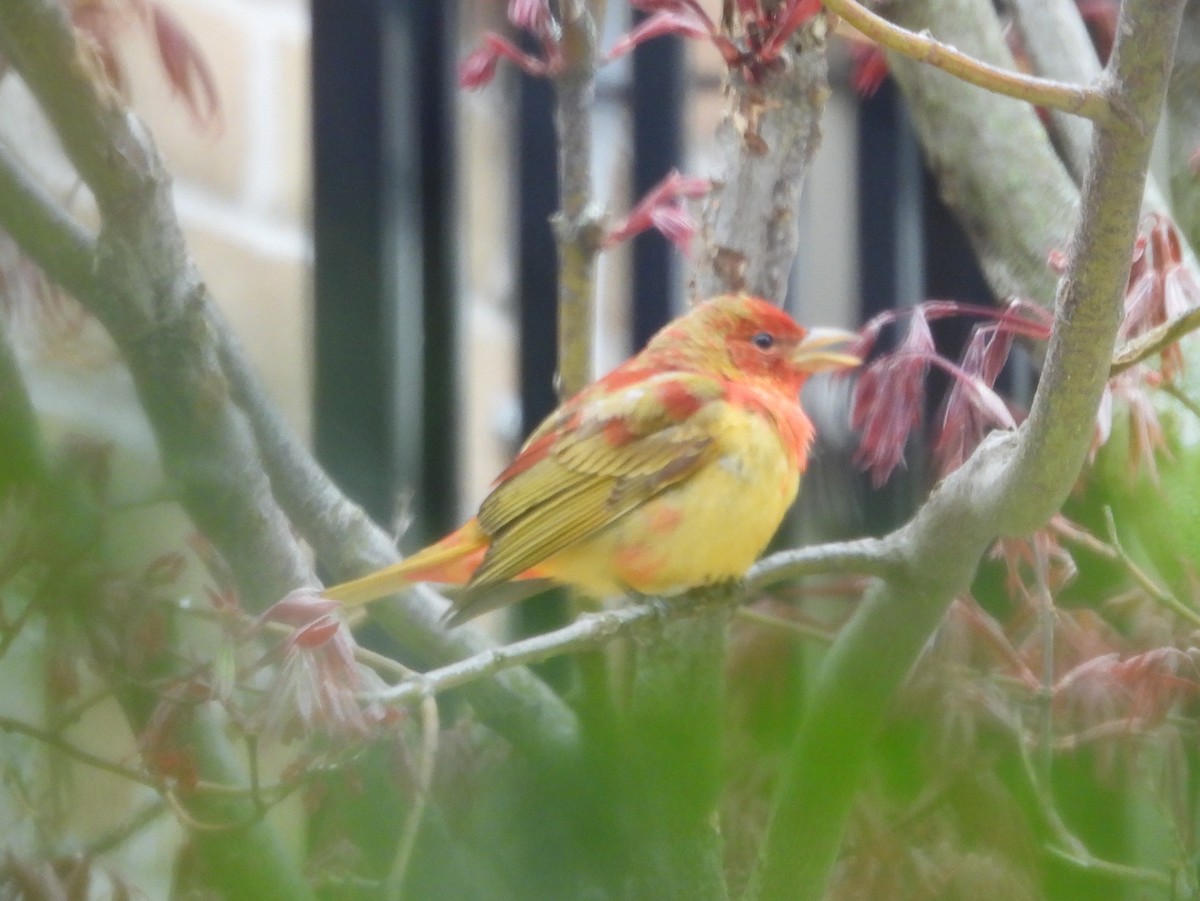 Summer Tanager - Kevin Seymour
