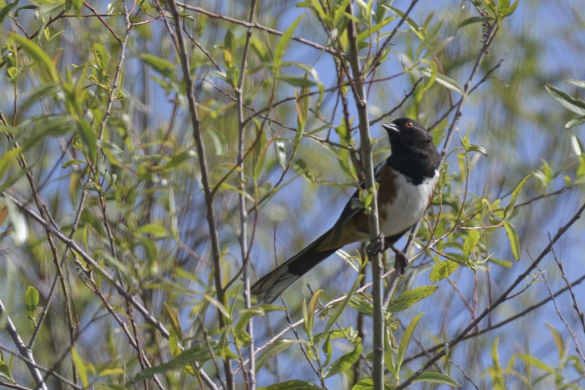 Spotted Towhee - ML618233792