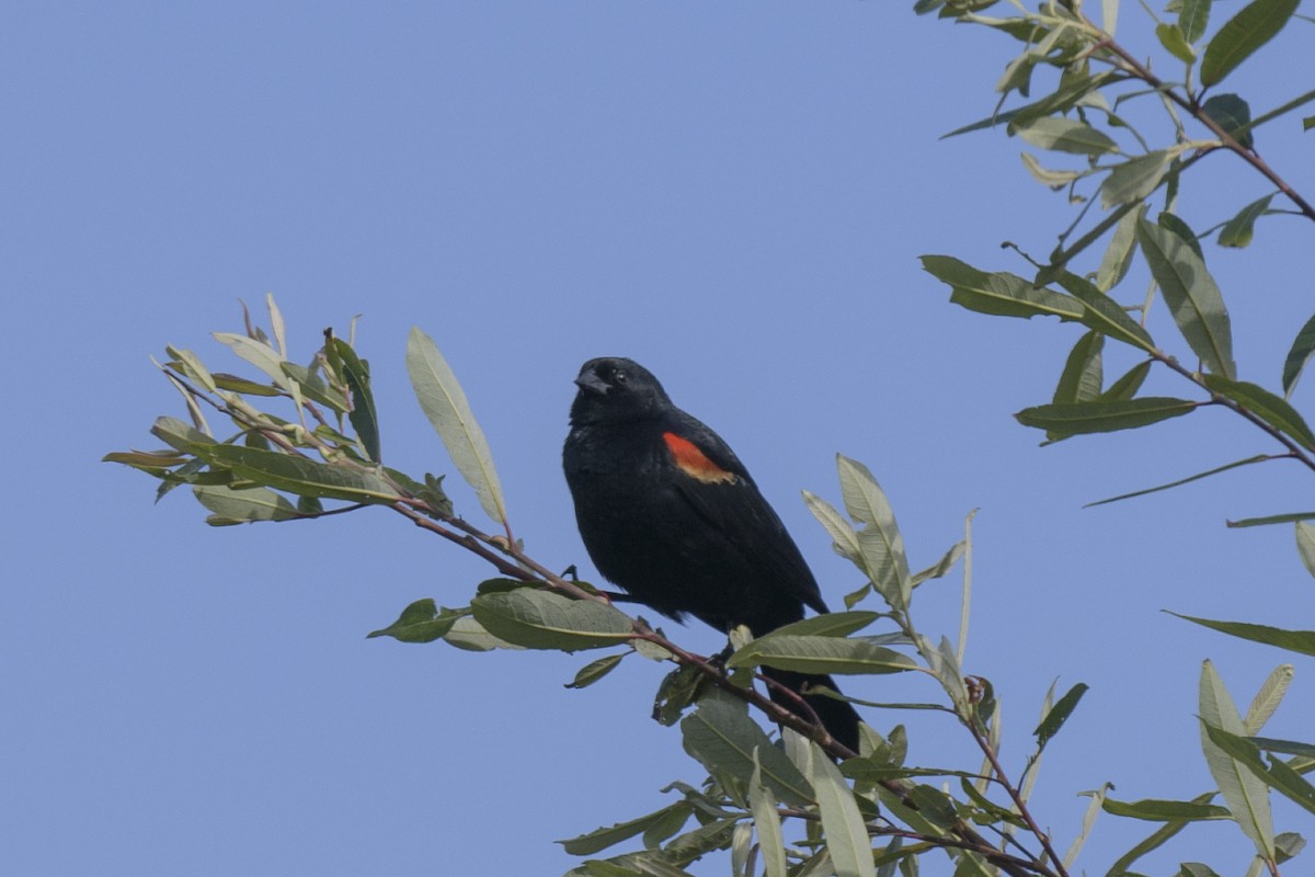 Red-winged Blackbird - ML618233800