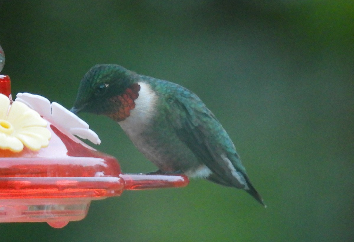 Ruby-throated Hummingbird - Cathy Wennerth