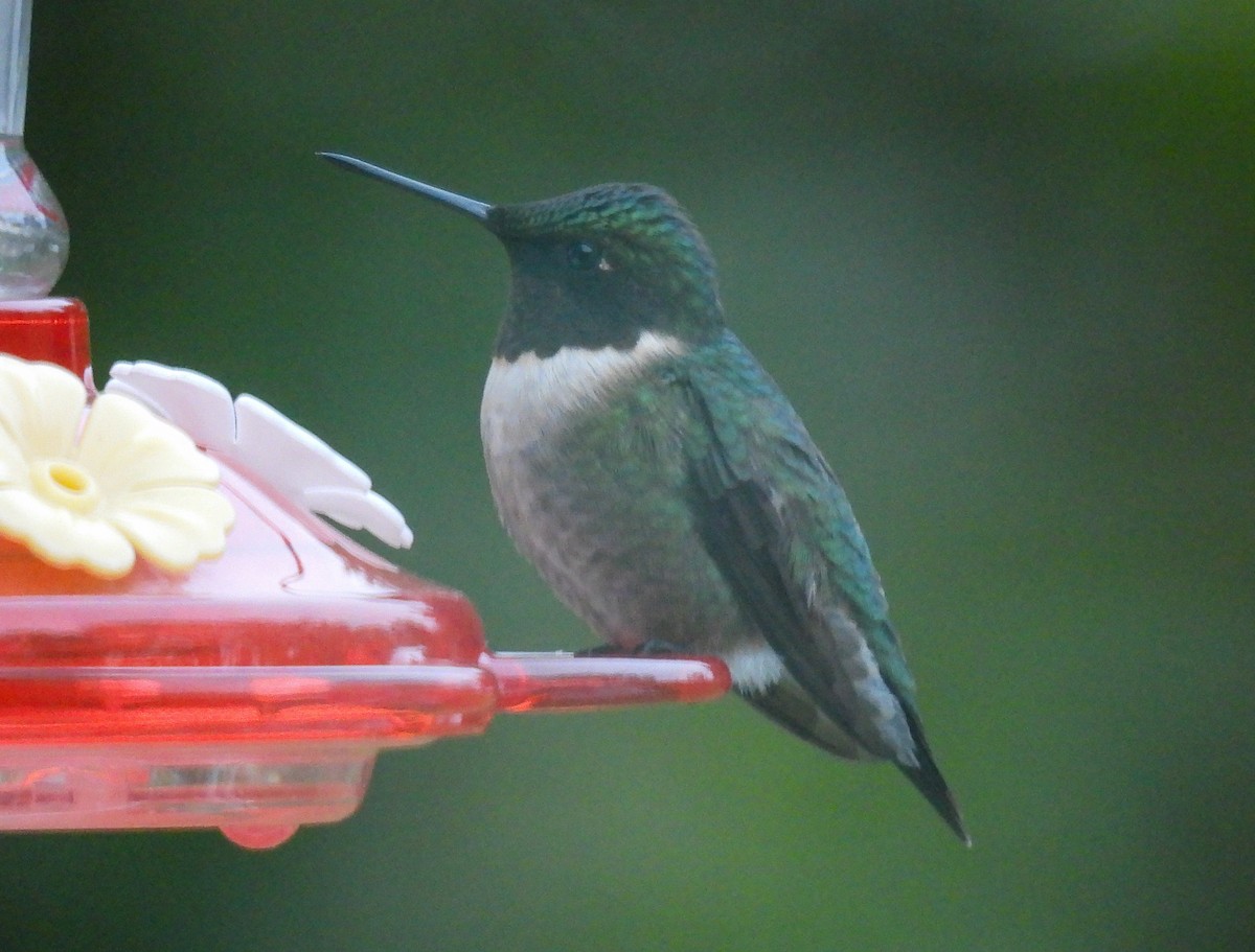 Ruby-throated Hummingbird - ML618233842