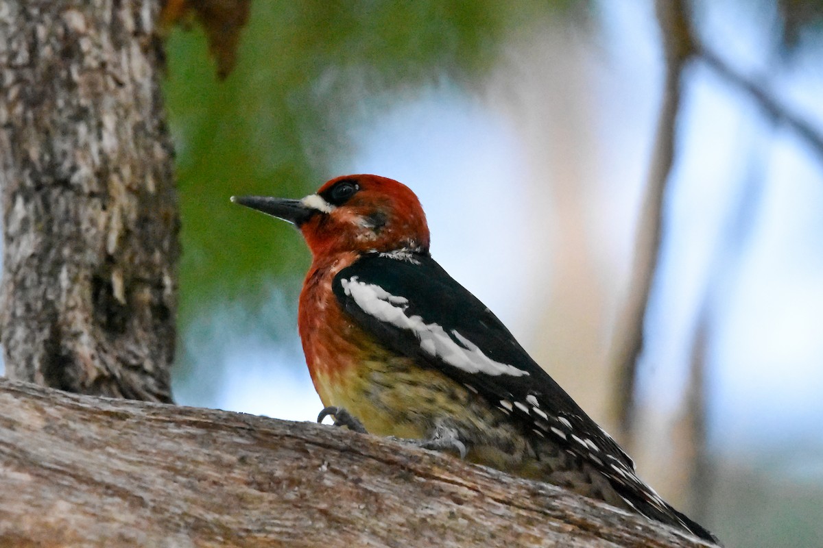 Red-breasted Sapsucker - ML618233854