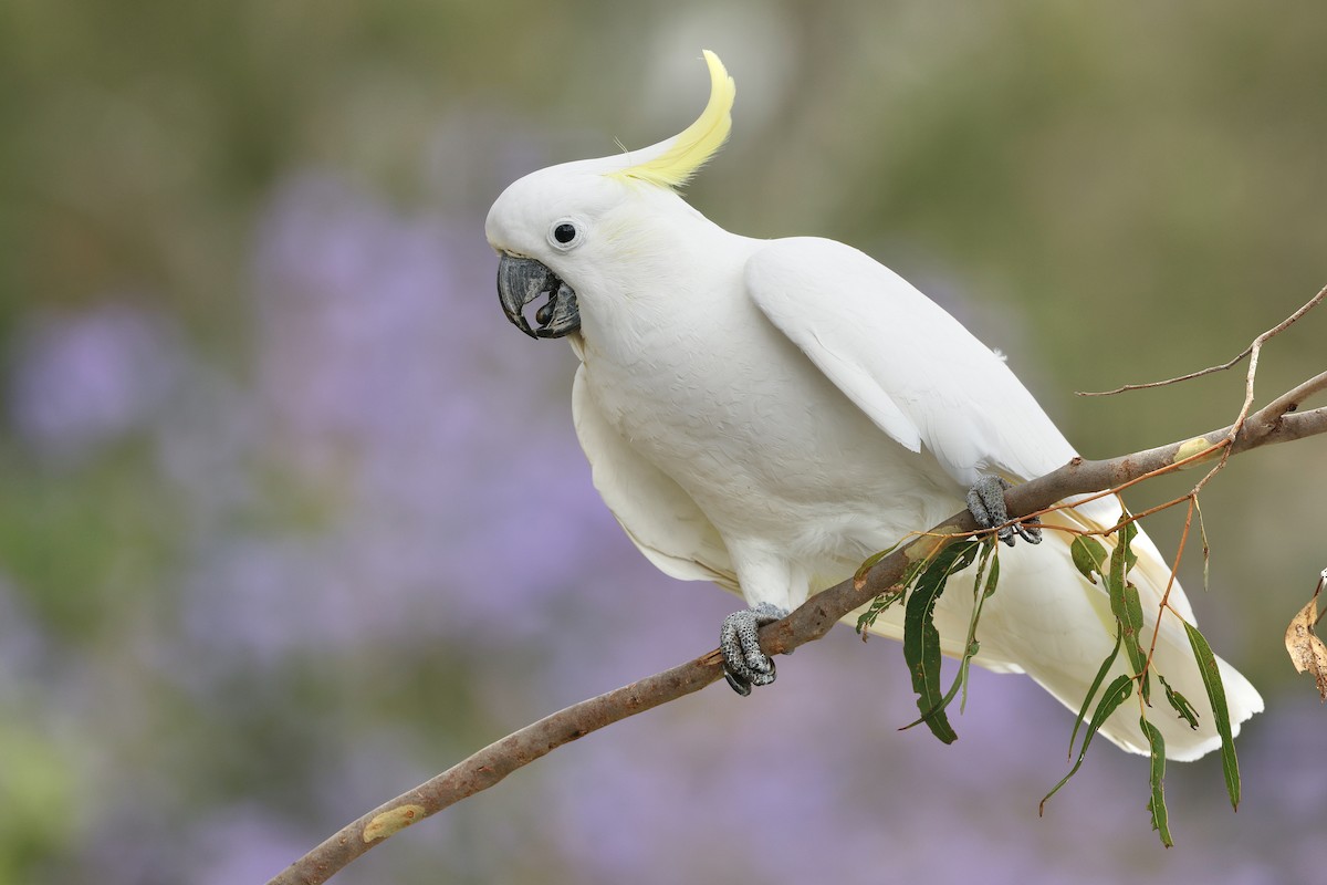 Sulphur-crested Cockatoo - Elspeth M