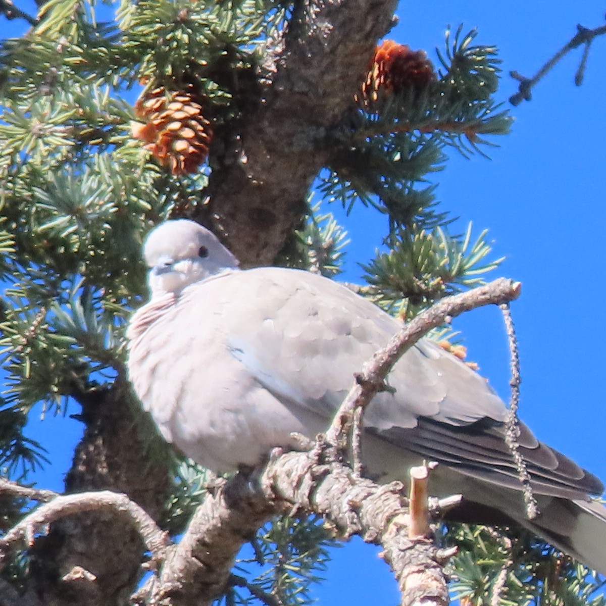 Eurasian Collared-Dove - BEN BAILEY