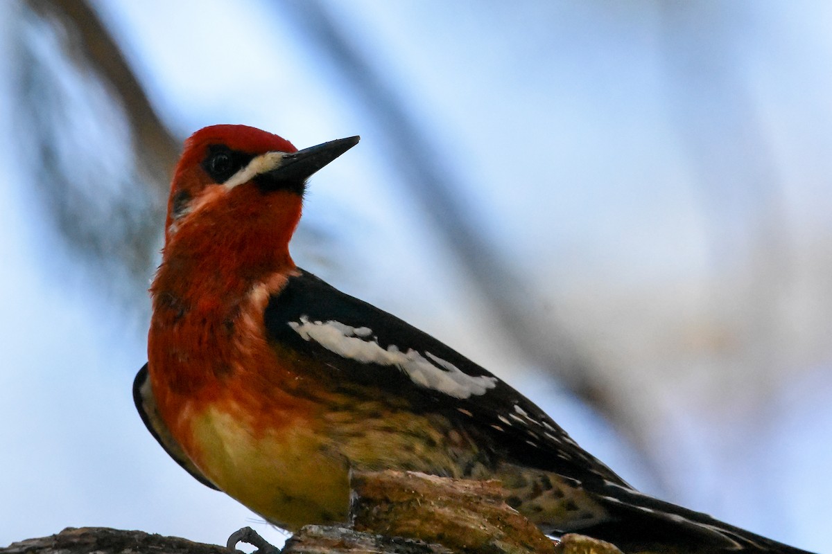 Red-breasted Sapsucker - ML618233870