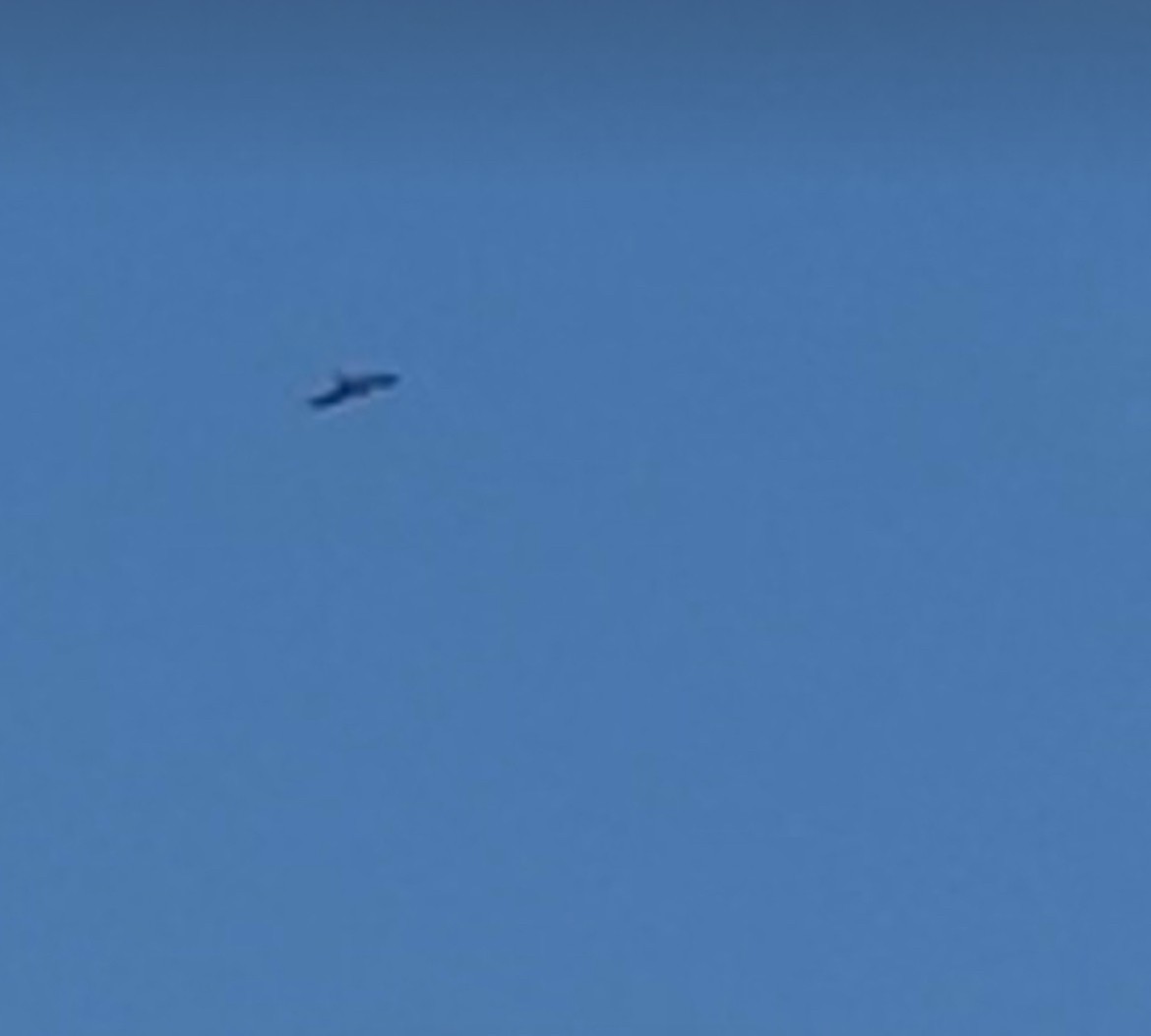 Swallow-tailed Kite - R M