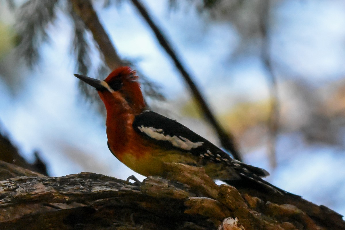 Red-breasted Sapsucker - ML618233906