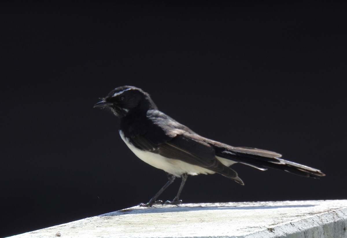 Willie-wagtail - ML618233909