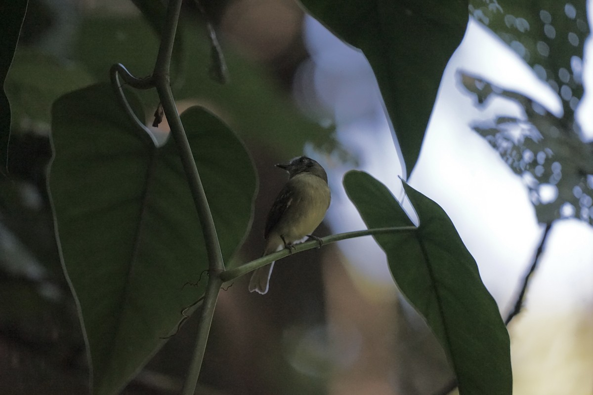 Sepia-capped Flycatcher - ML618233911