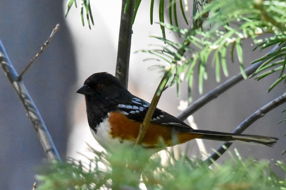 Spotted Towhee - ML618233953