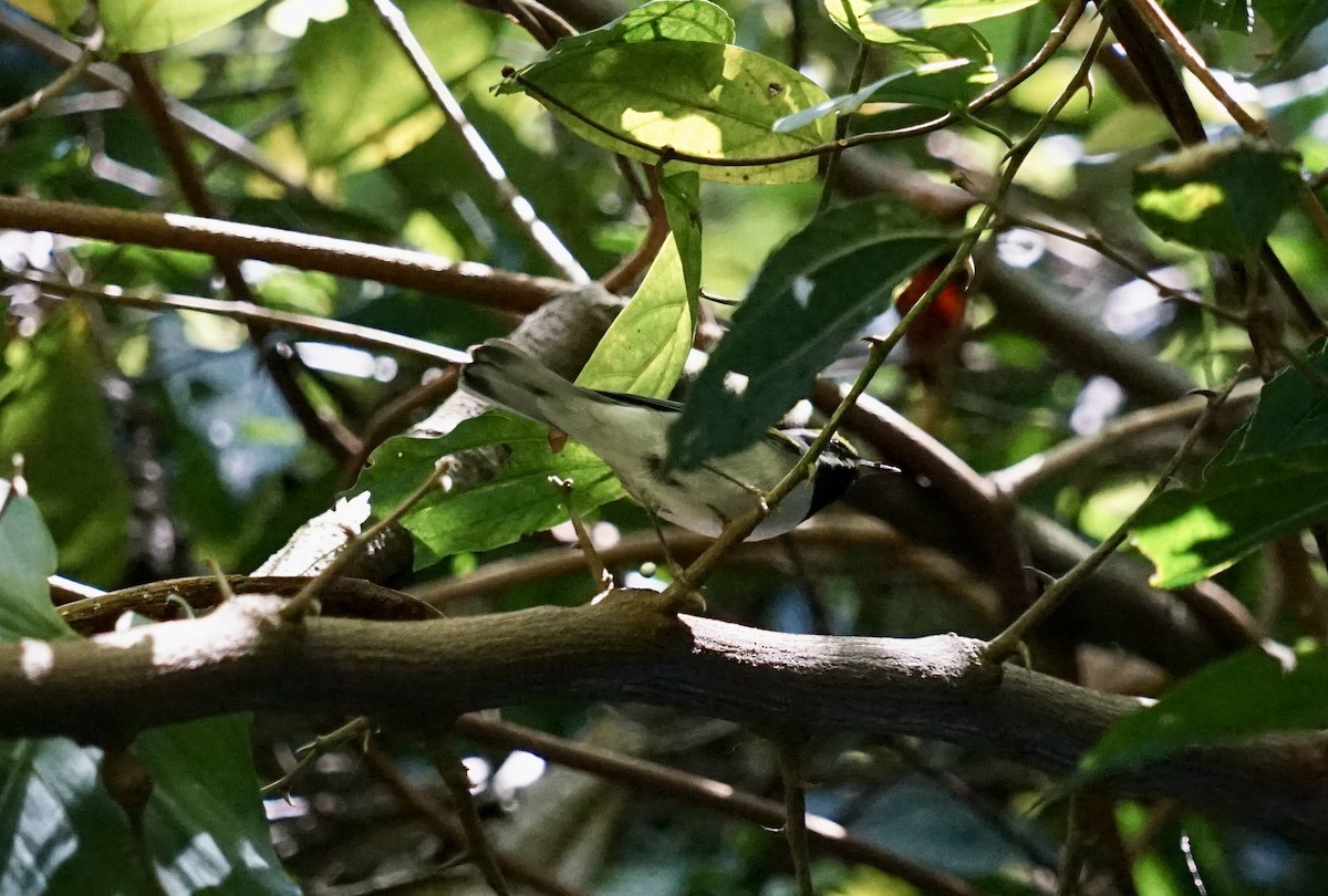 Golden-winged Warbler - ML618233971
