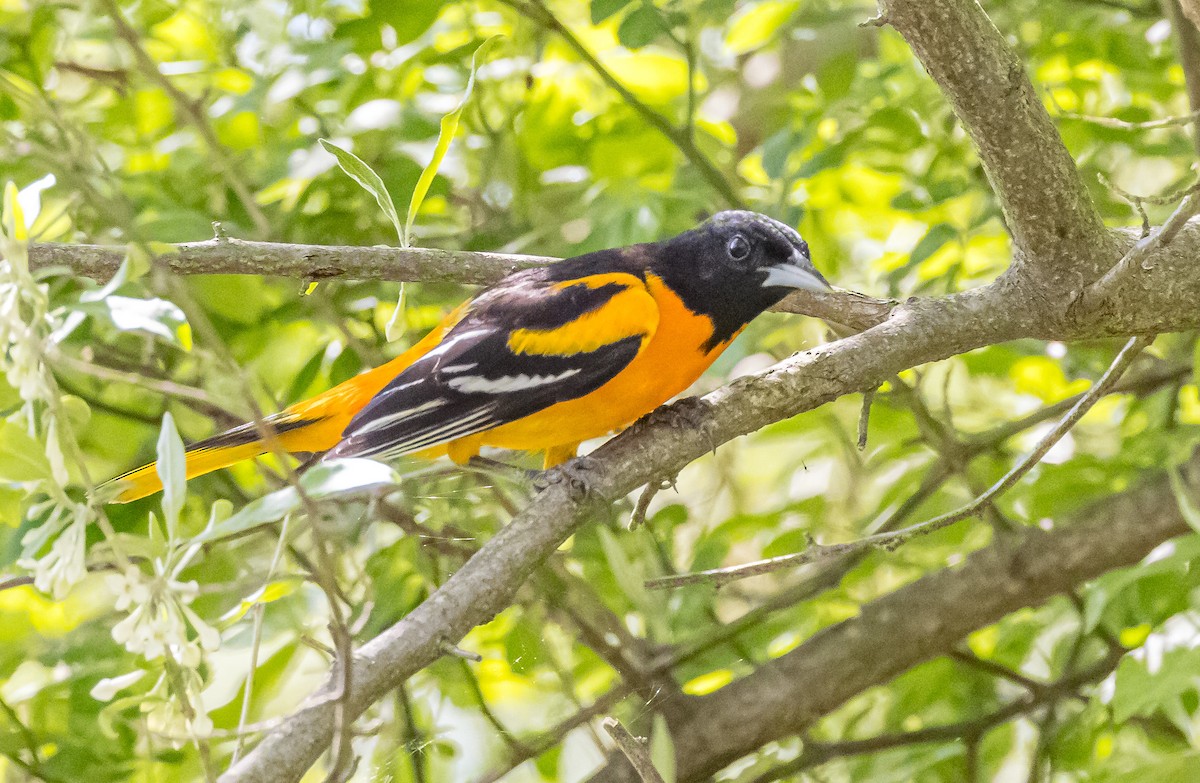 Baltimore Oriole - Mike Murphy