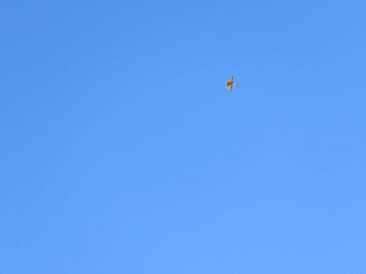 European Bee-eater - Zlatan Celebic