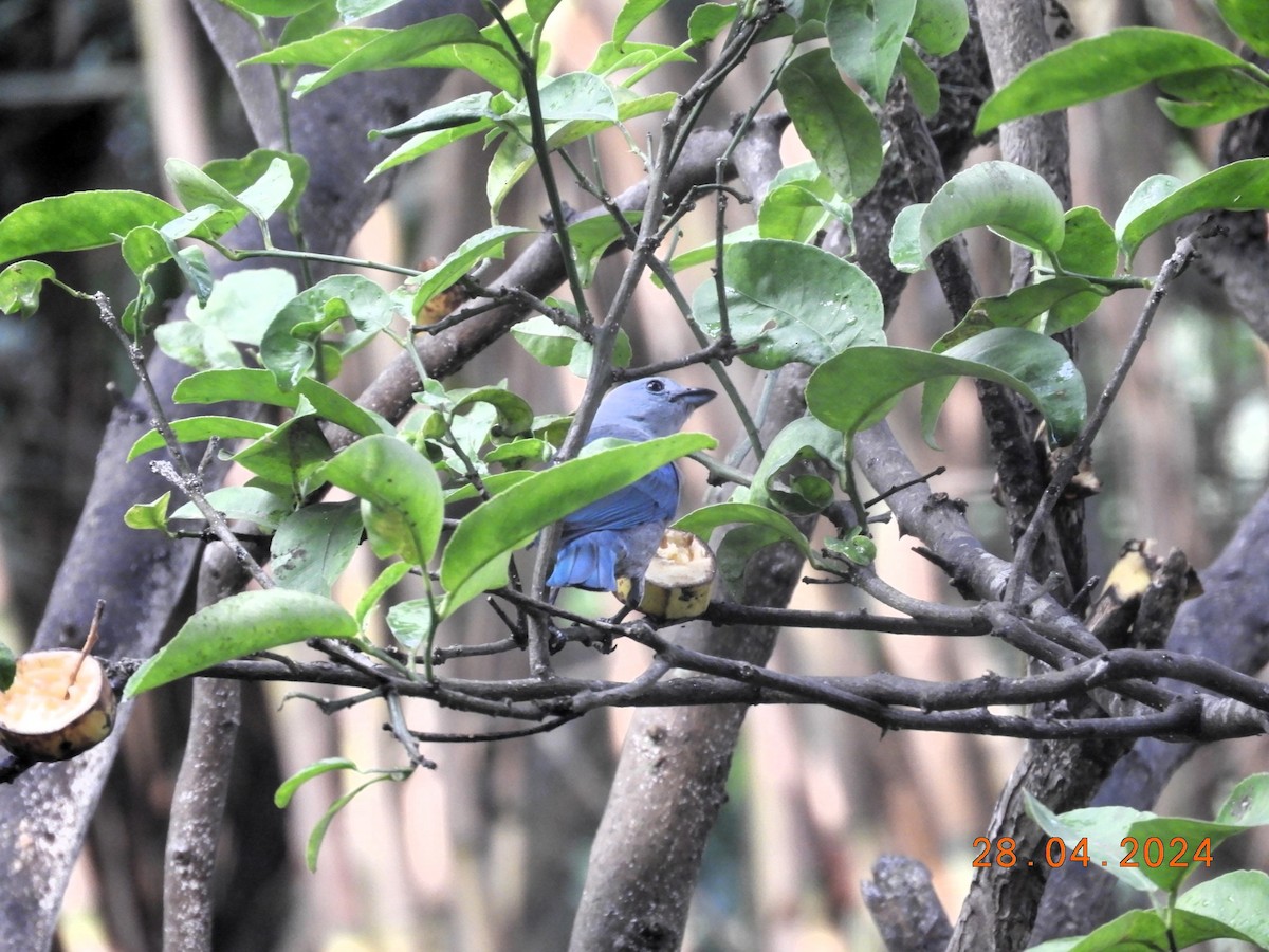 Blue-gray Tanager - ML618234005