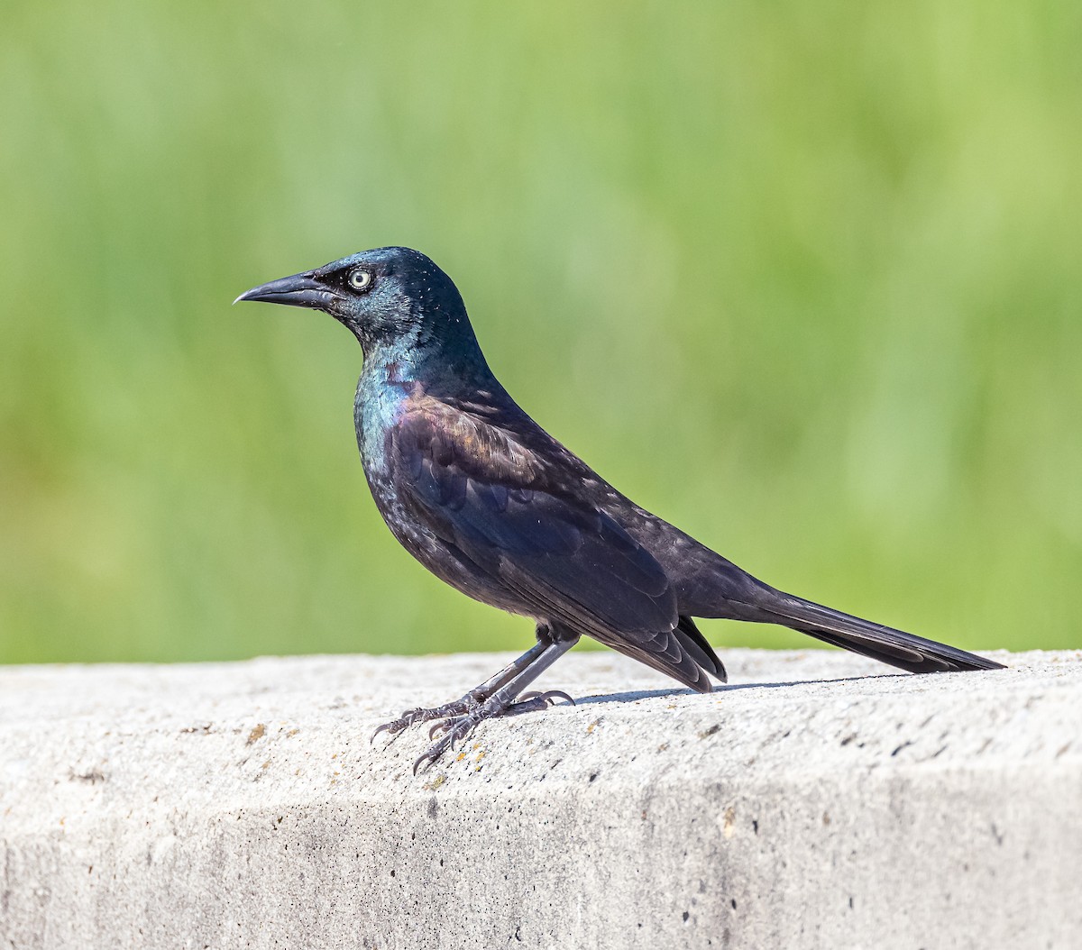 Common Grackle - Mike Murphy