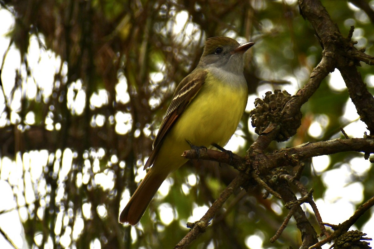 Great Crested Flycatcher - ML618234031