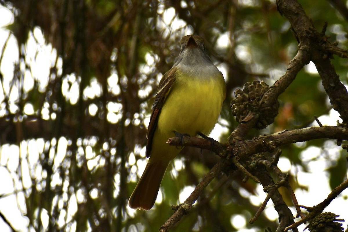 Great Crested Flycatcher - ML618234032