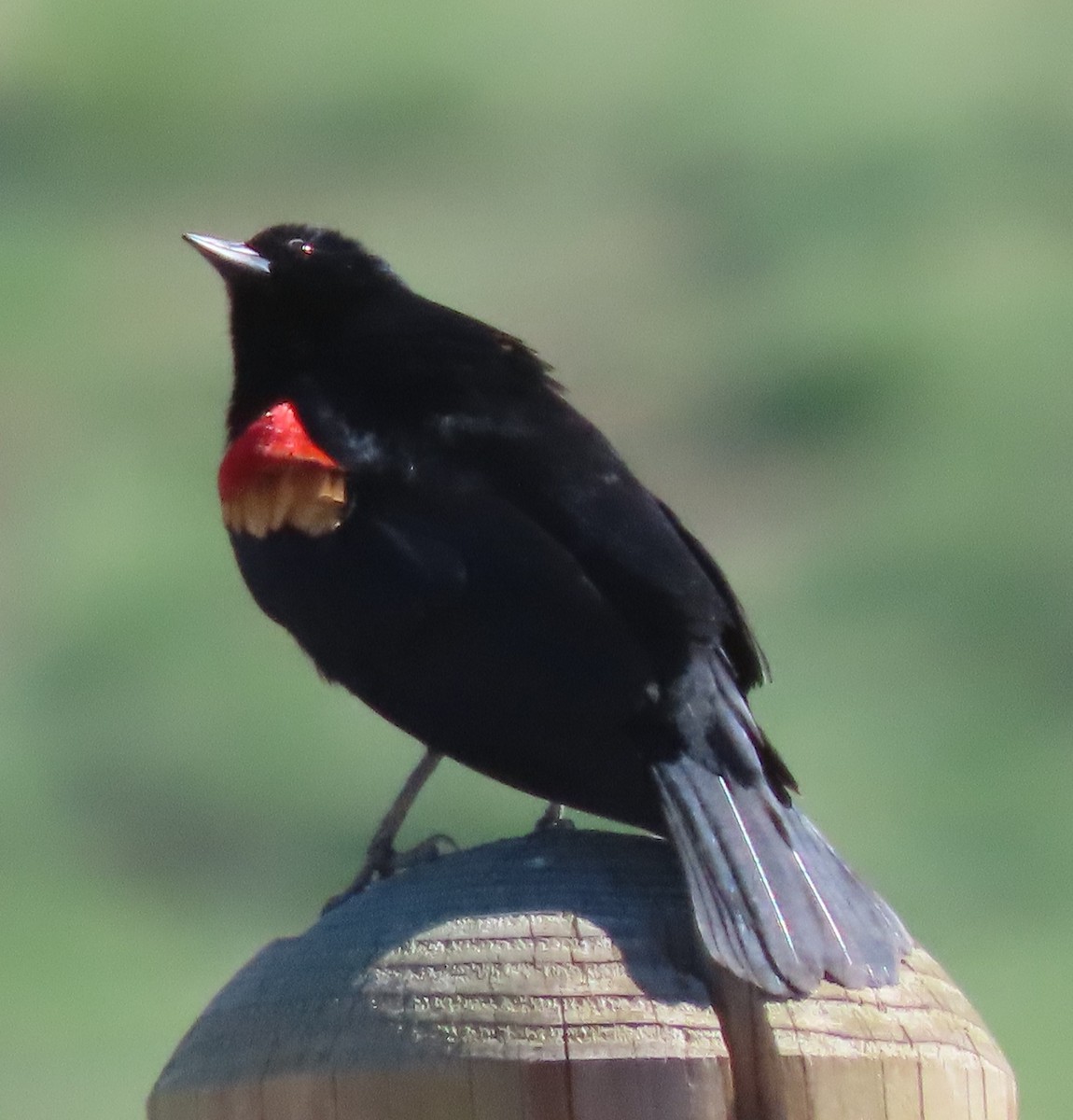 Red-winged Blackbird - ML618234038
