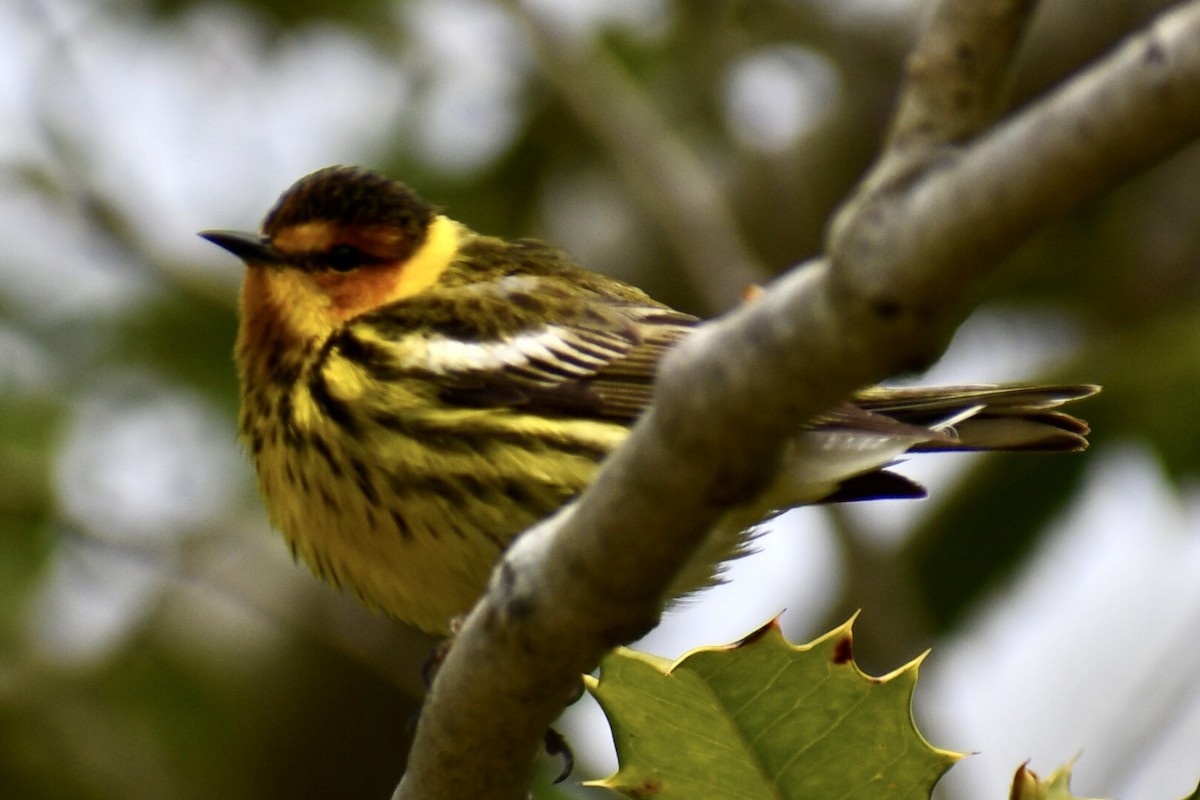Cape May Warbler - ML618234055