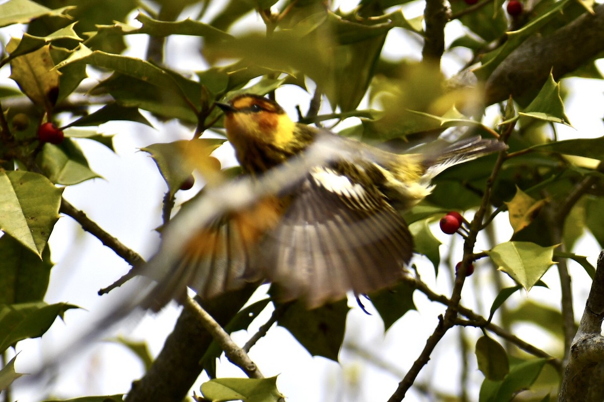 Cape May Warbler - ML618234056