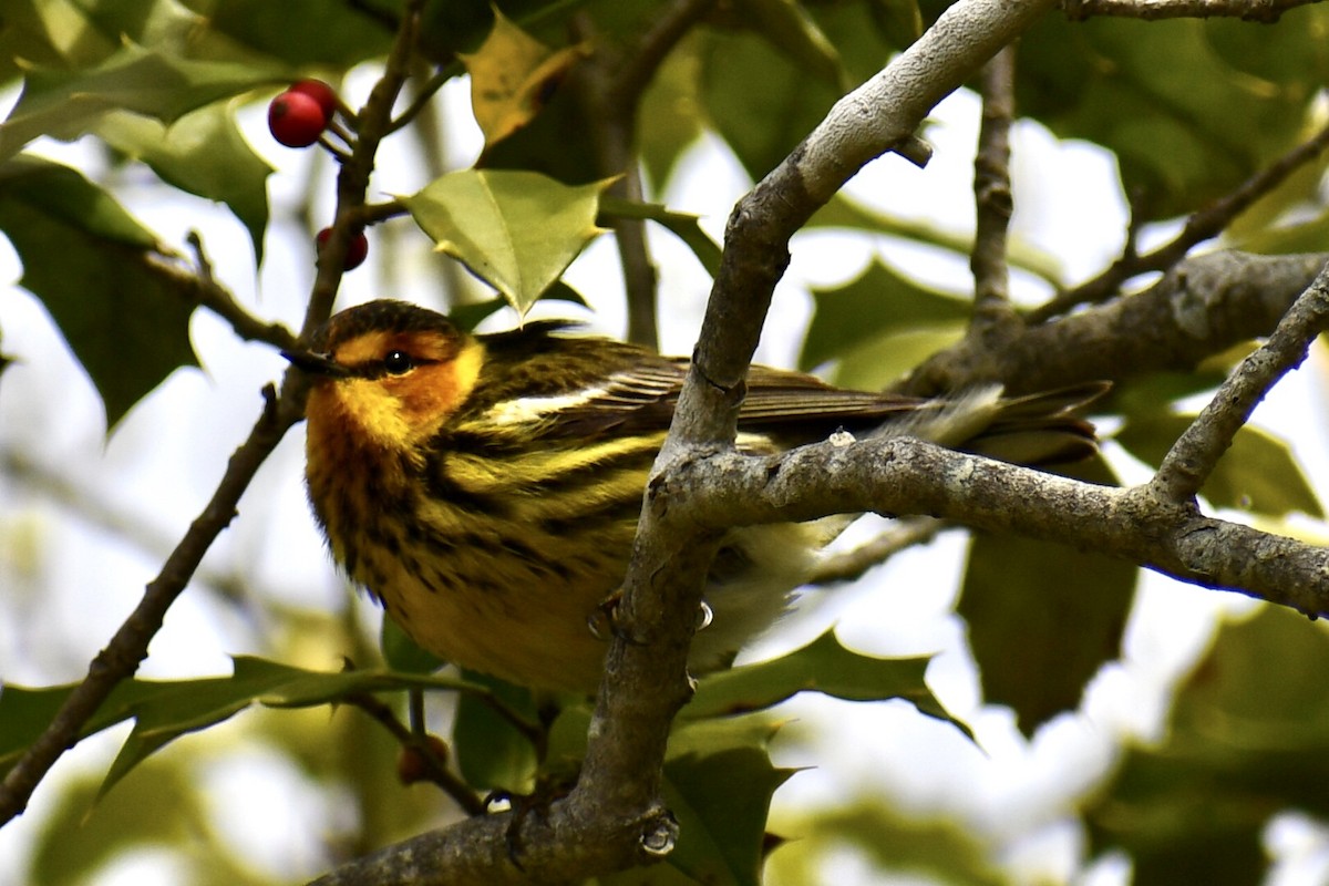 Cape May Warbler - ML618234057