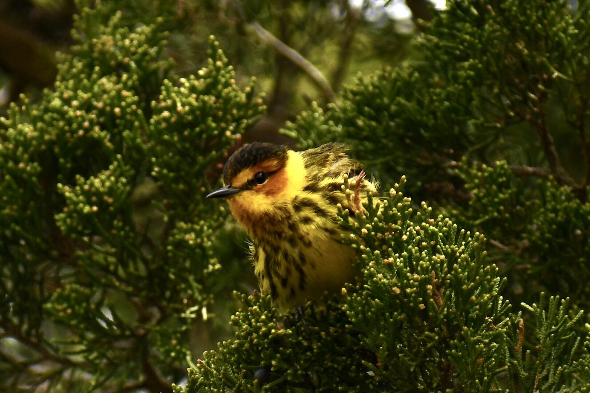 Cape May Warbler - ML618234058