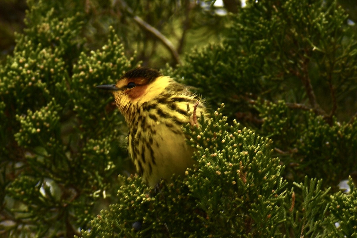 Cape May Warbler - ML618234059