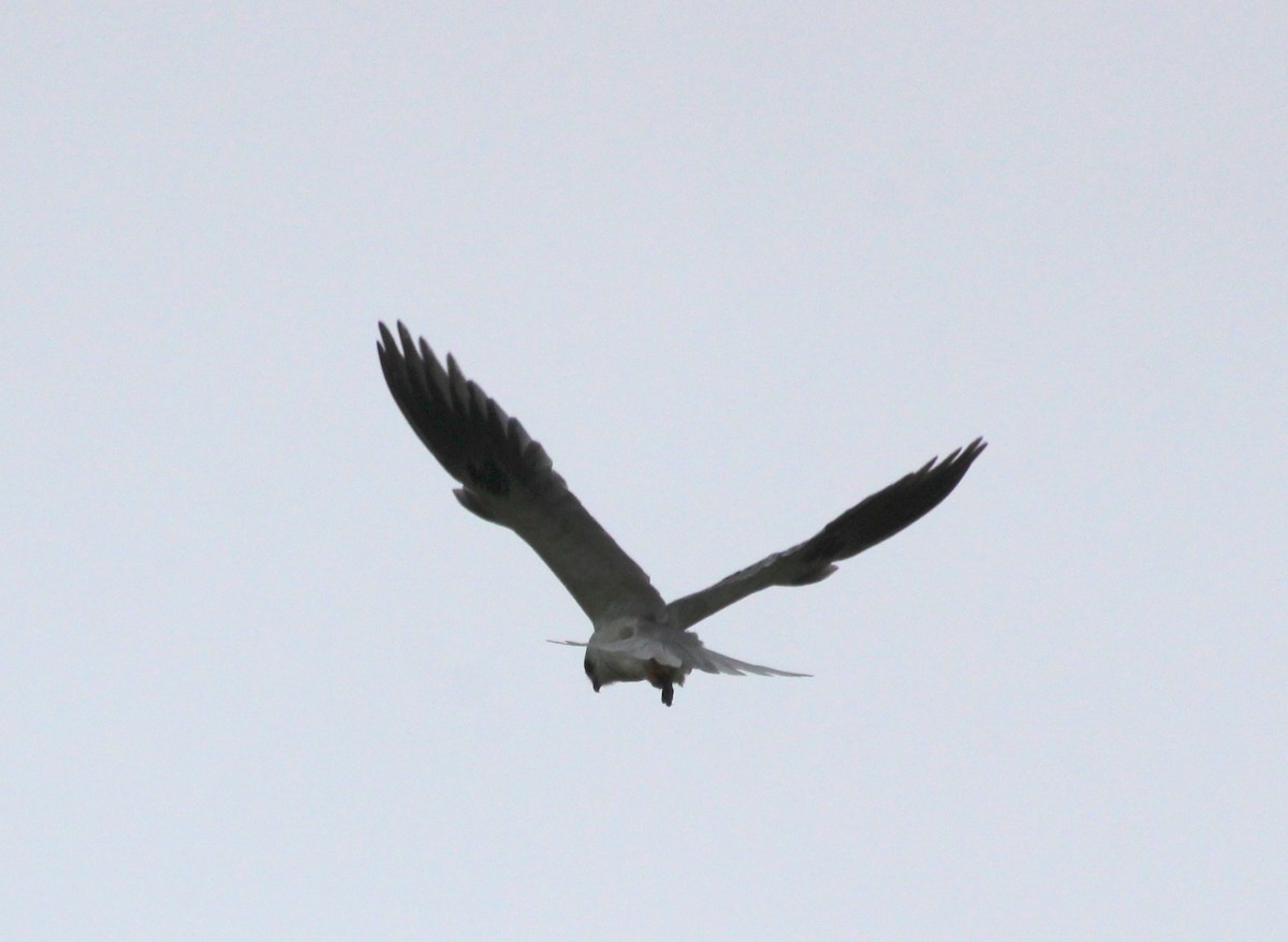 White-tailed Kite - ML618234061