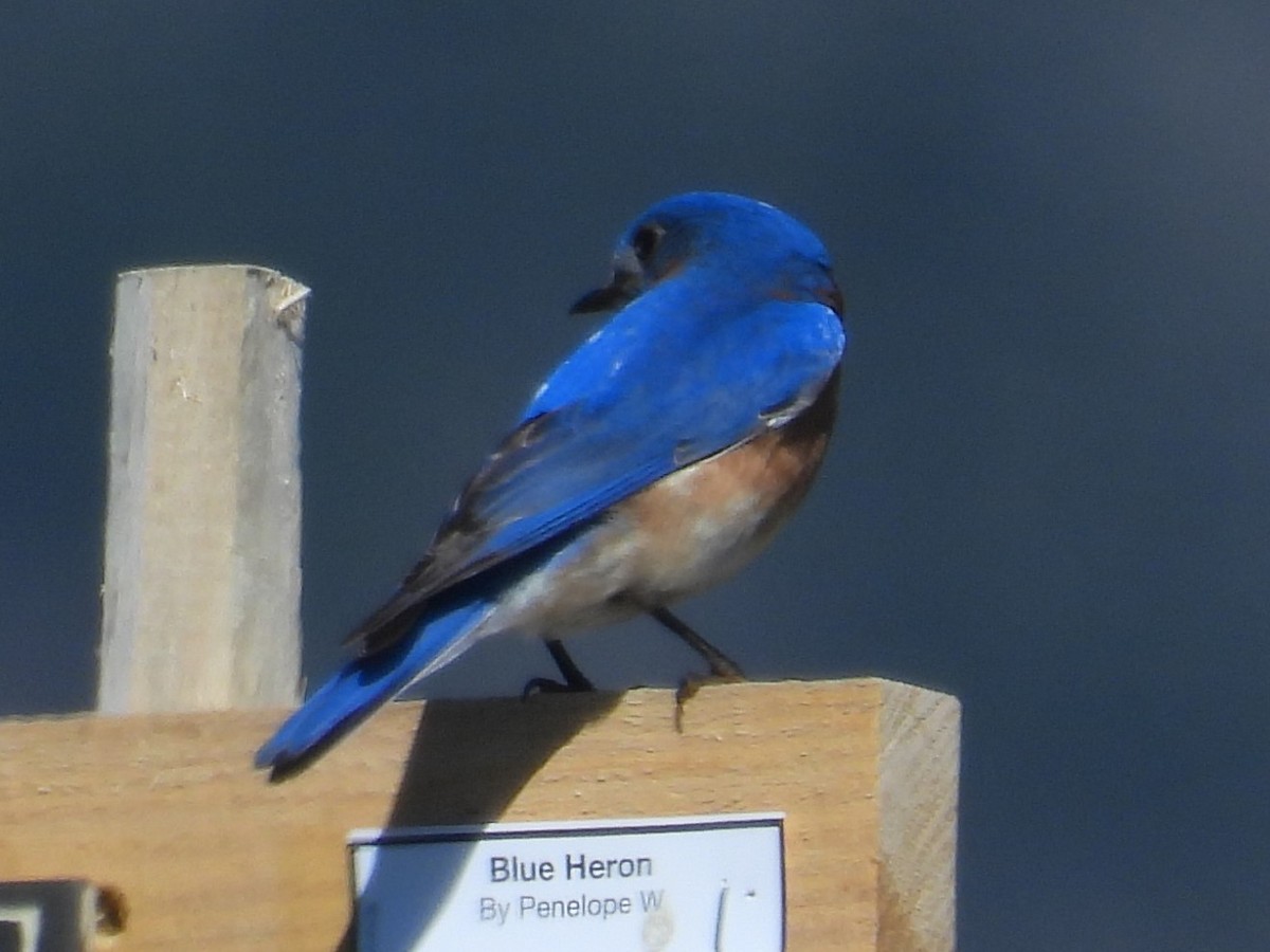 Eastern Bluebird - Gary Hantsbarger