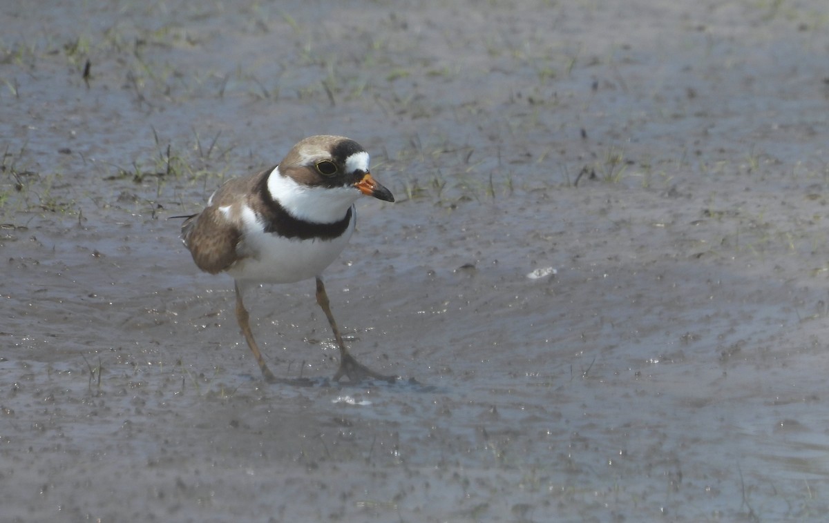 Semipalmated Plover - ML618234107
