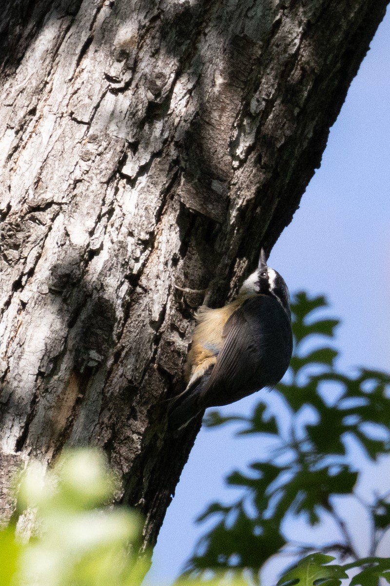 Red-breasted Nuthatch - ML618234119