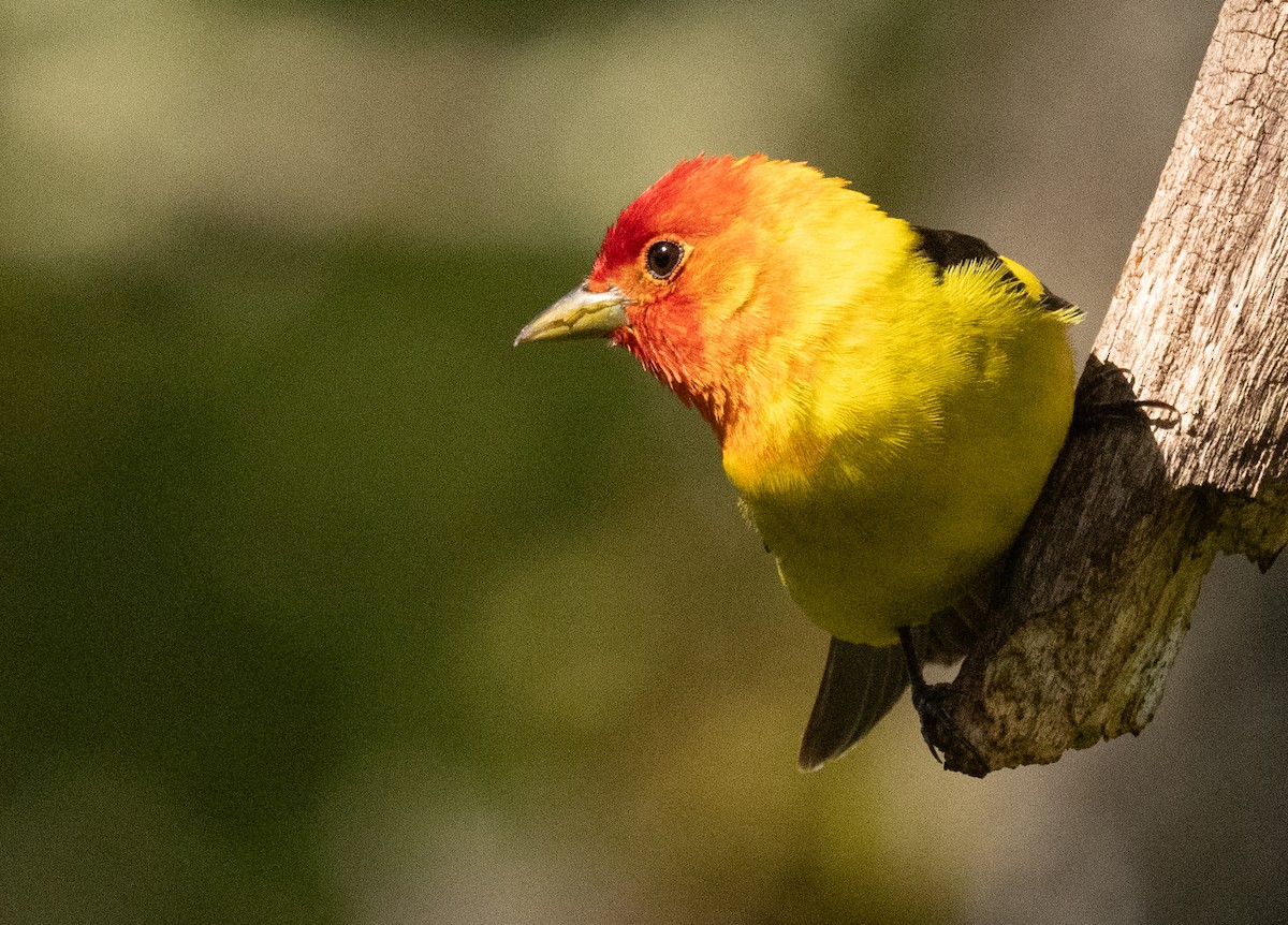 Western Tanager - Phil Green
