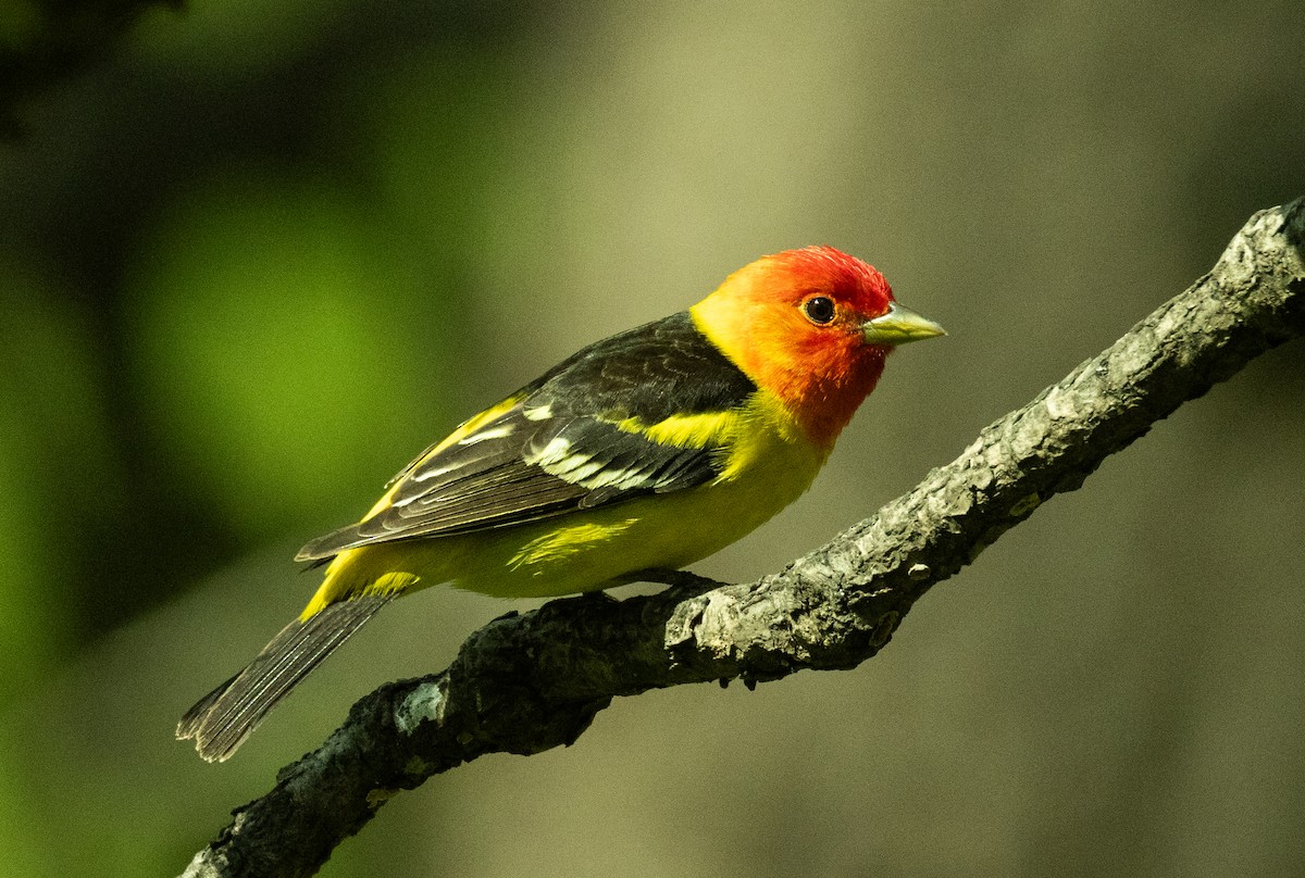 Western Tanager - ML618234128