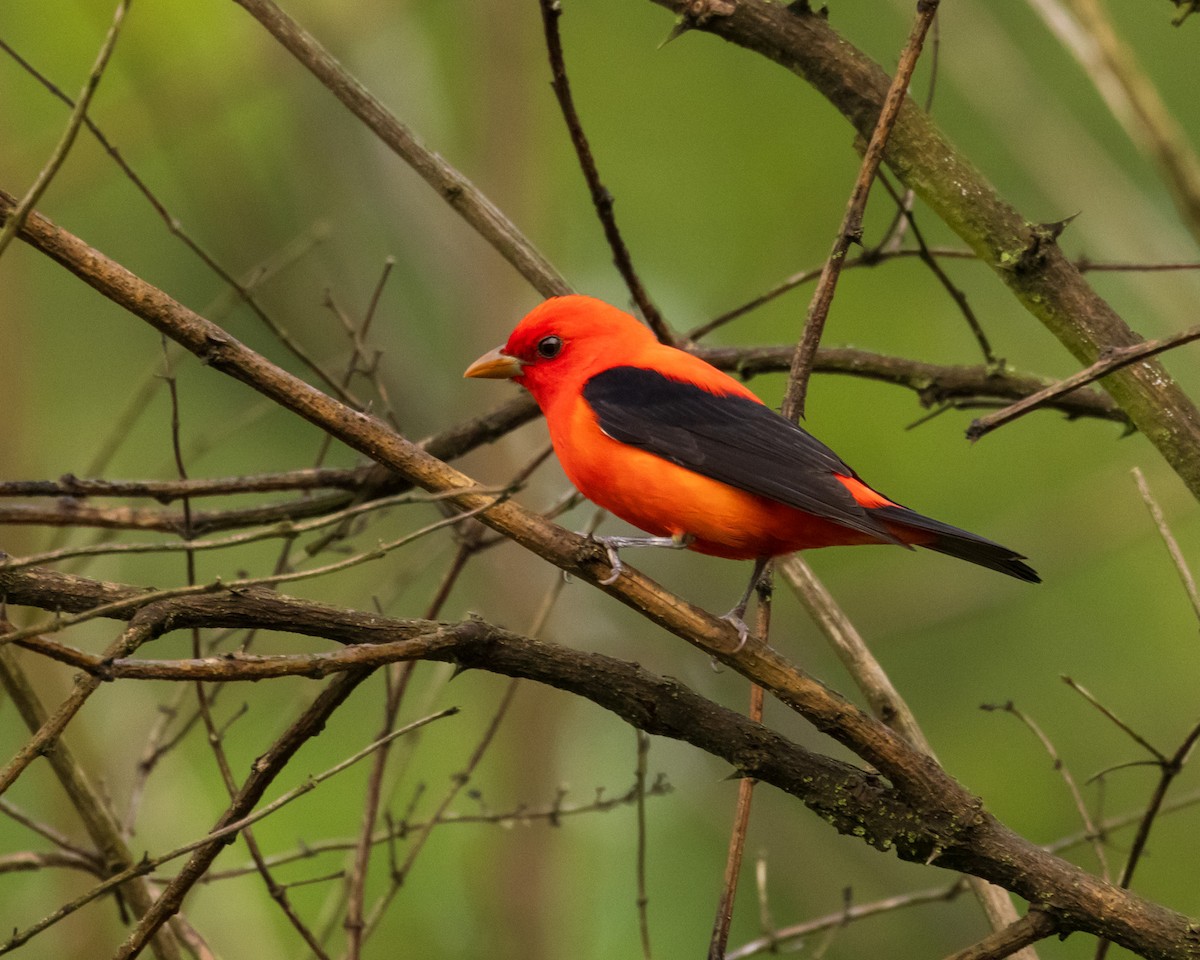 Scarlet Tanager - ML618234214
