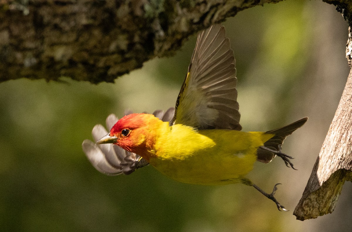 Western Tanager - ML618234228
