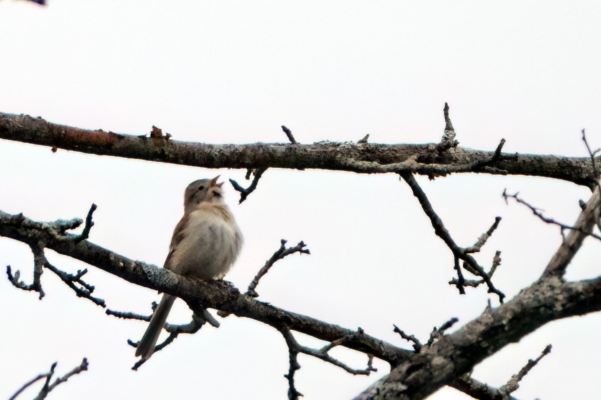 Field Sparrow - Tom Momeyer