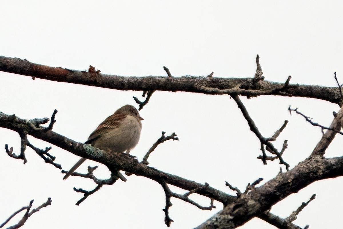 Field Sparrow - ML618234235
