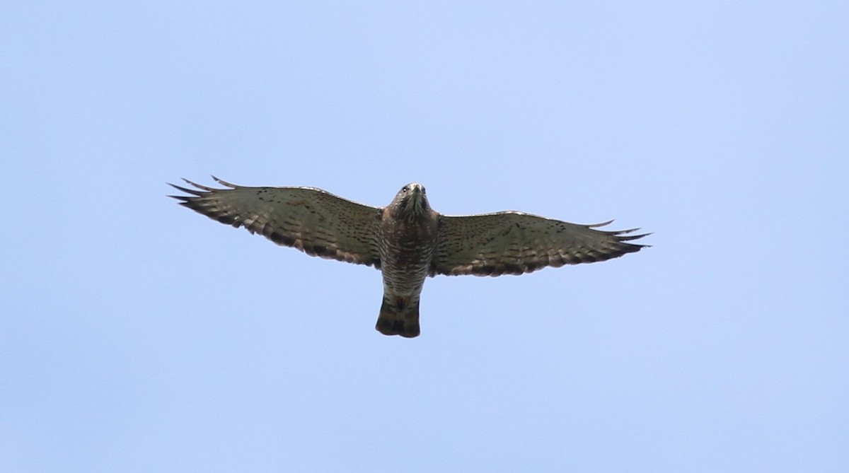 Broad-winged Hawk - ML618234239