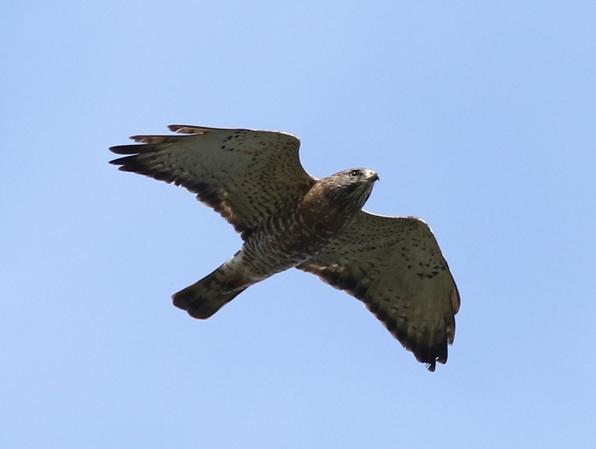 Broad-winged Hawk - ML618234240