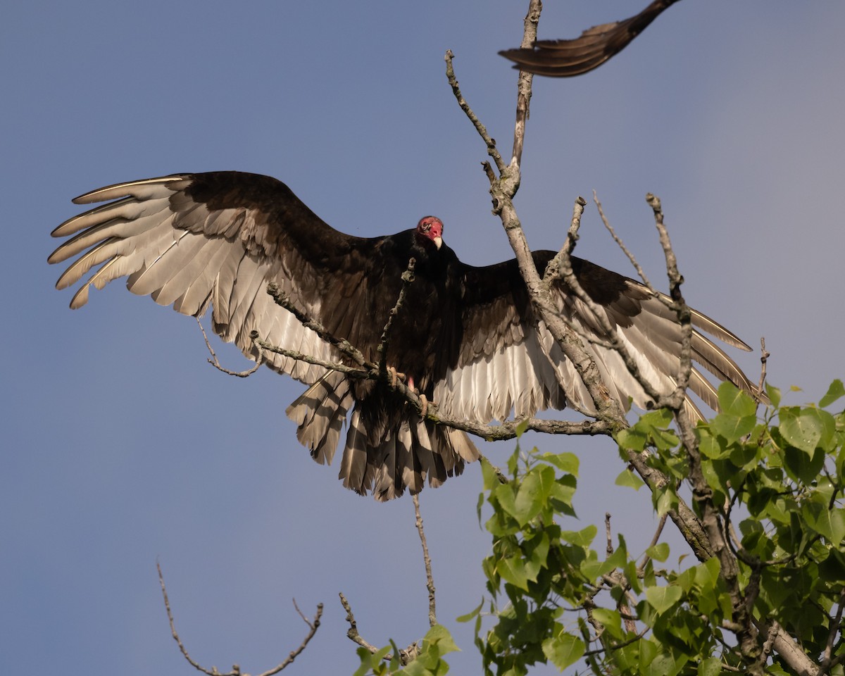 Turkey Vulture - Evan Speck