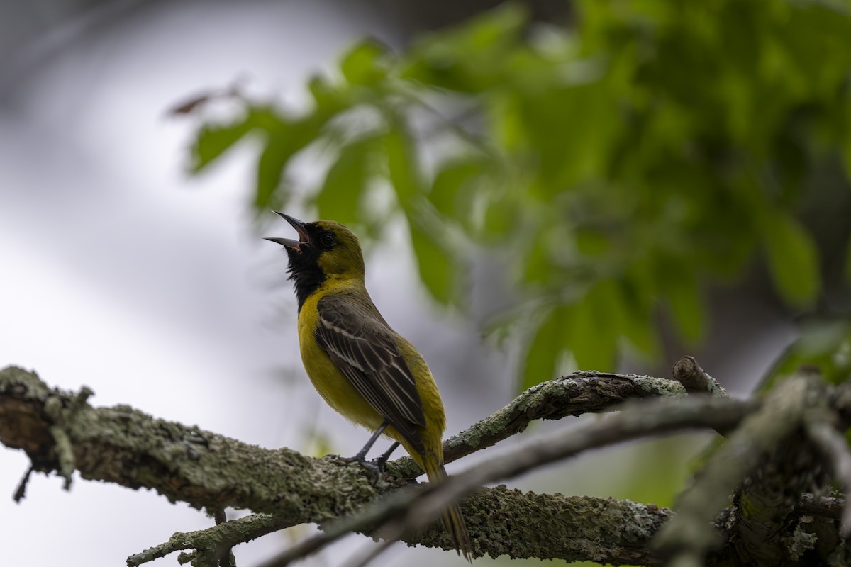 Orchard Oriole - ML618234257