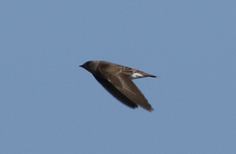 Northern Rough-winged Swallow - Kennedy Sullivan