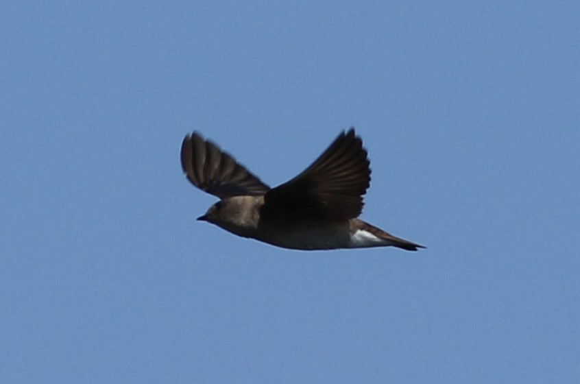 Northern Rough-winged Swallow - Kennedy Sullivan