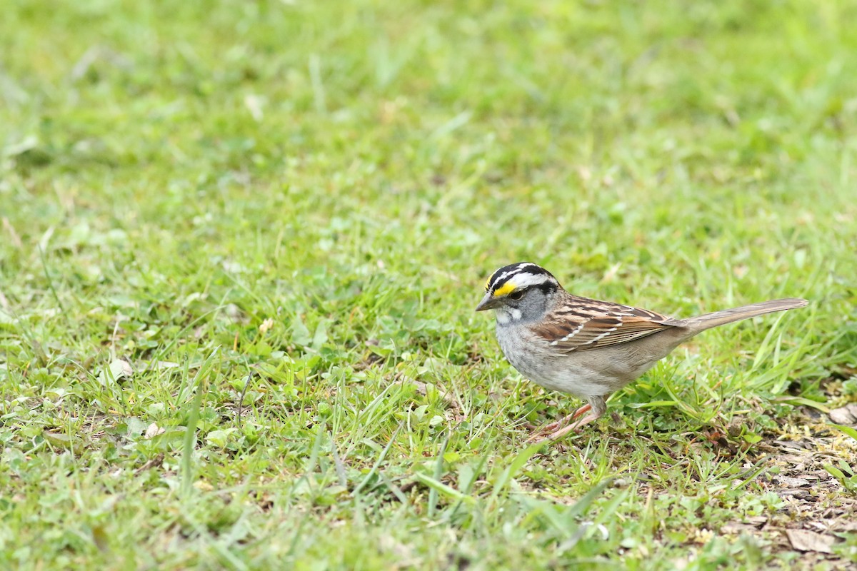 White-throated Sparrow - ML618234293