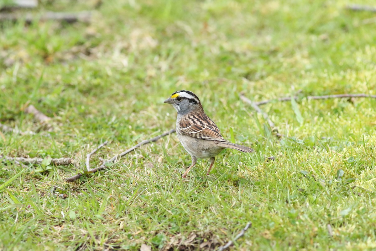 White-throated Sparrow - ML618234294