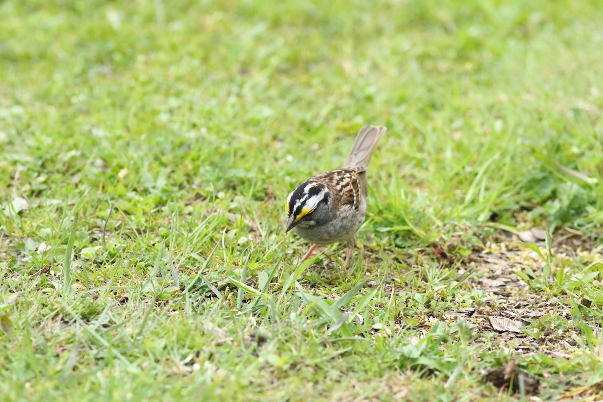 White-throated Sparrow - ML618234295