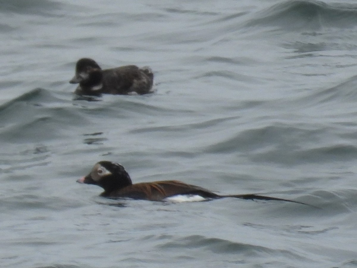 Long-tailed Duck - ML618234316