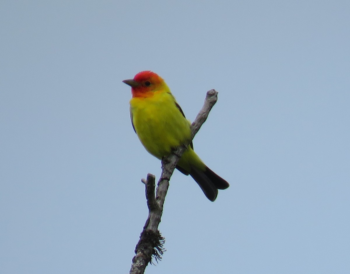 Western Tanager - ML618234369